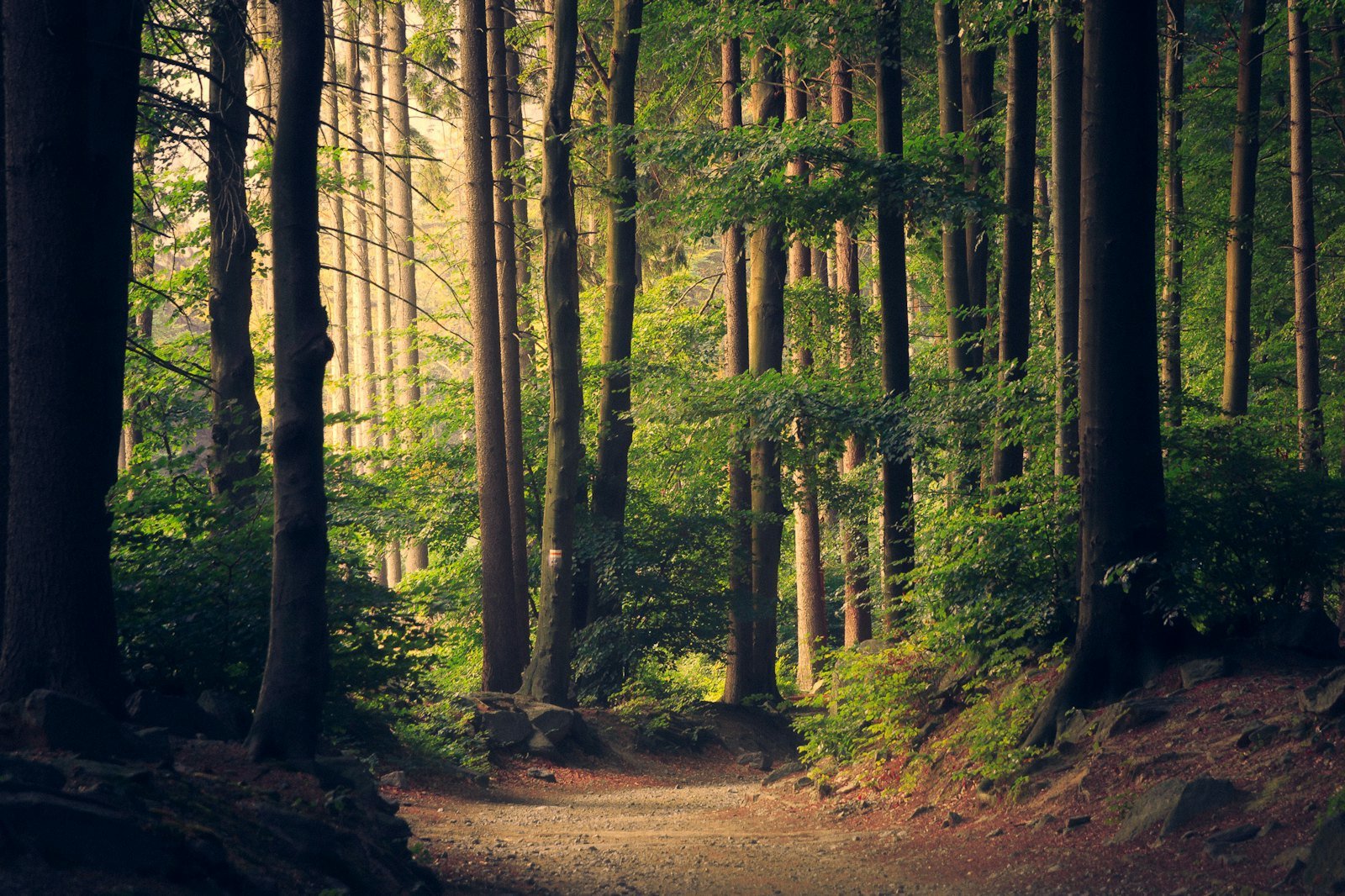 Sunlight through mature trees in a leafy neighbourhood park